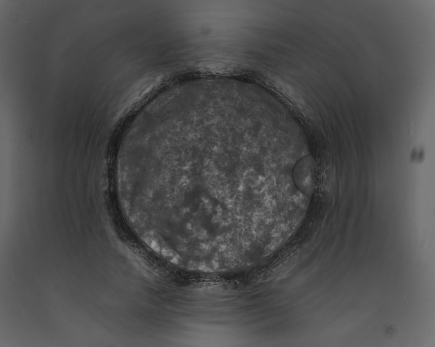 X0000092220738200710051157