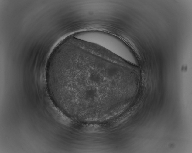 X0000092220784200710051157