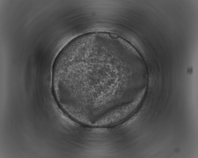 X0000092220844200710051156