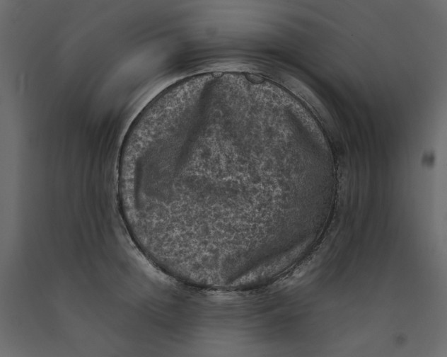 X0000092220852200710051156