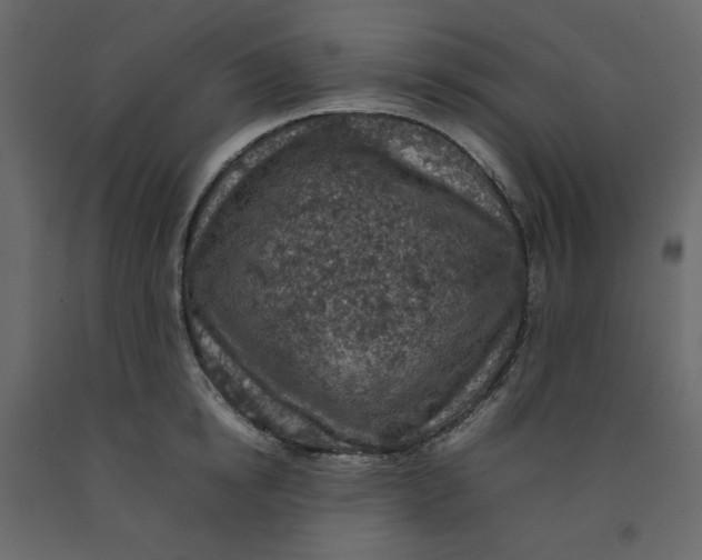 X0000092220854200710051156