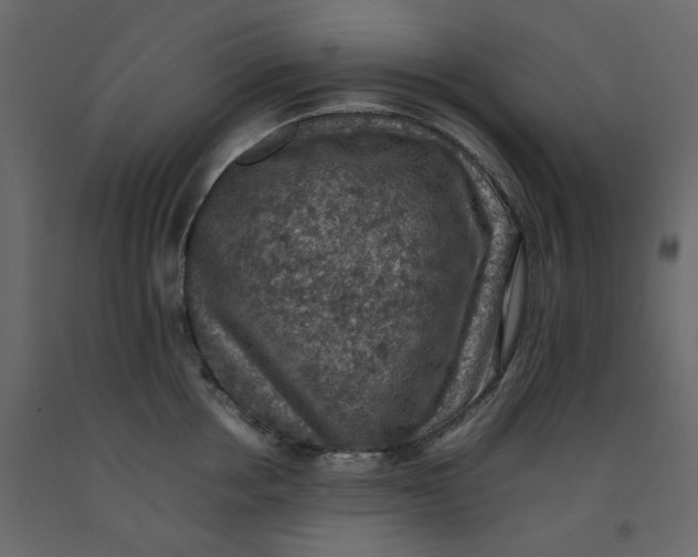 X0000092220858200710051157