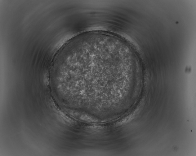 X0000092220929200710051155