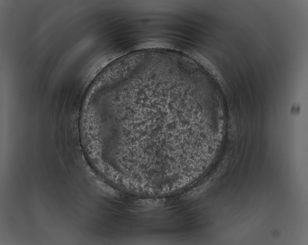 X0000092220937200710051155