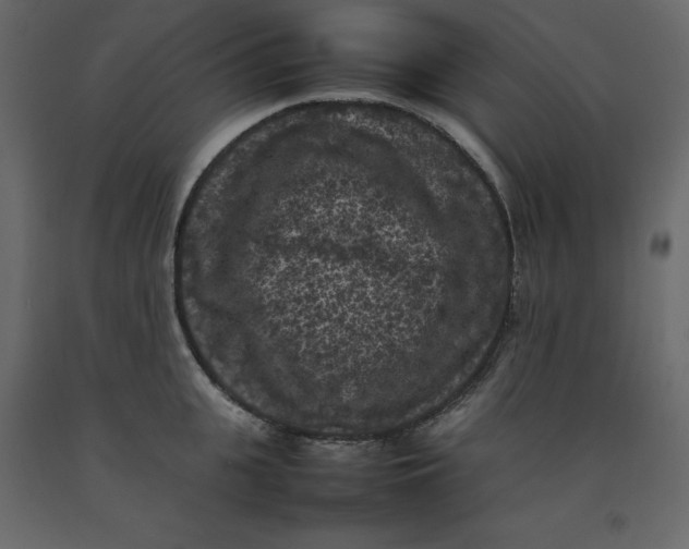 X0000092220951200710051155