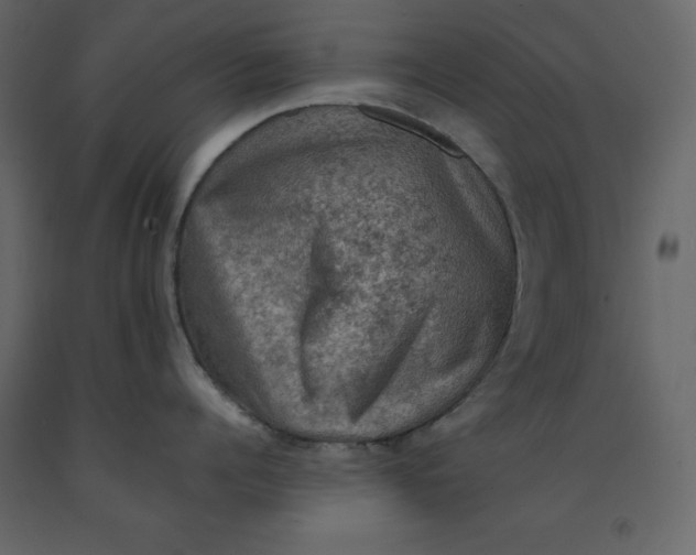 X0000092220960200710051155