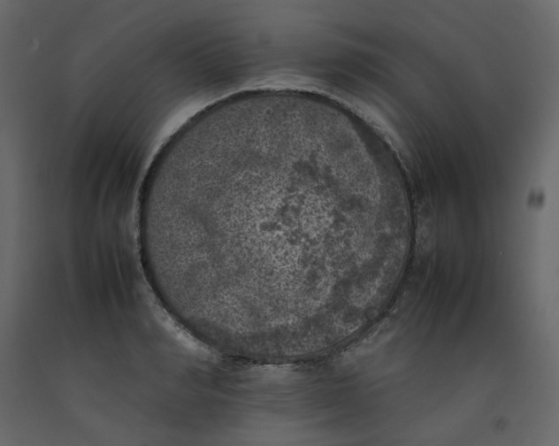 X0000092220990200710051154