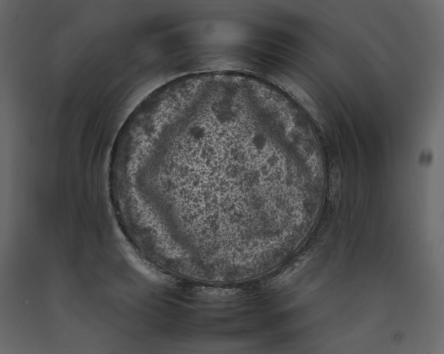 X0000092221039200710051154