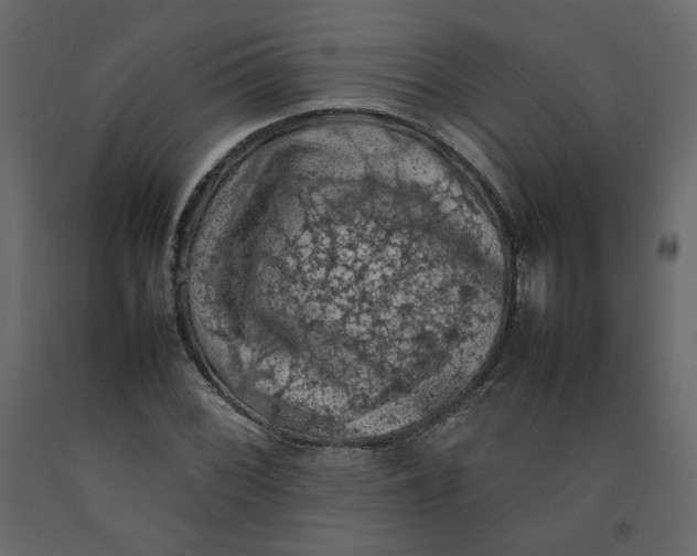 X0000092221068200710051153
