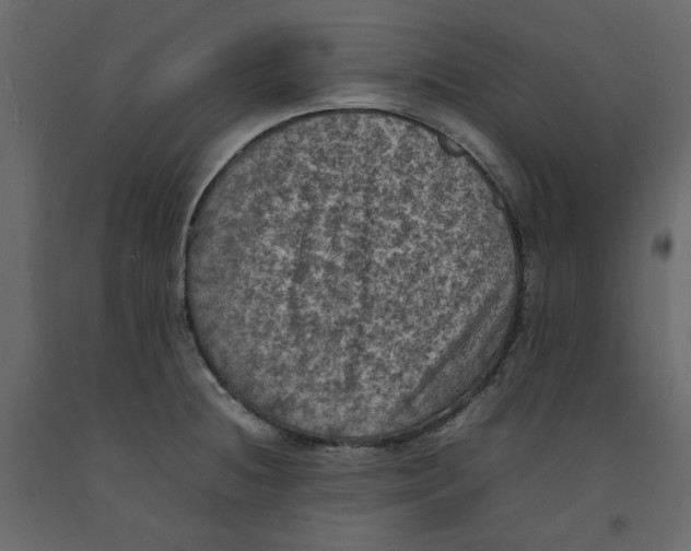 X0000092221236200710051151