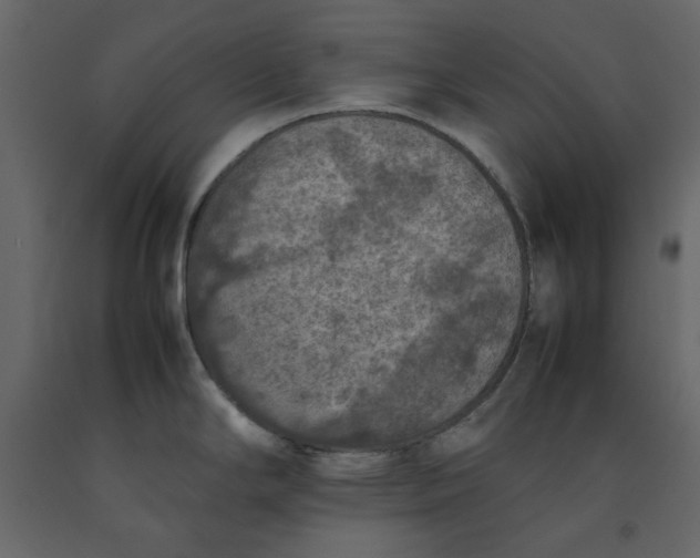 X0000092221294200710051150