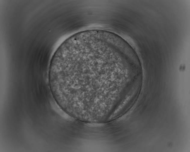 X0000092221296200710051150