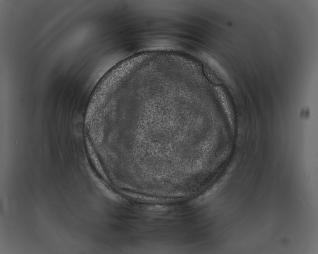 X0000092221329200710051150
