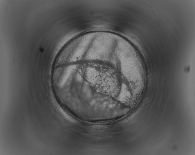 X0000092221333200710051150
