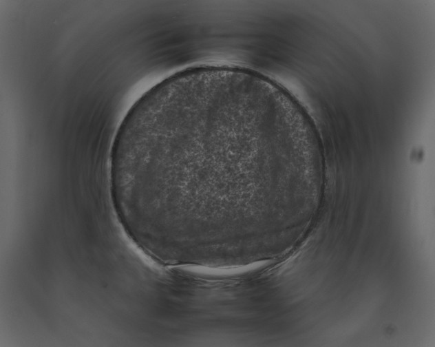 X0000092221335200710051150