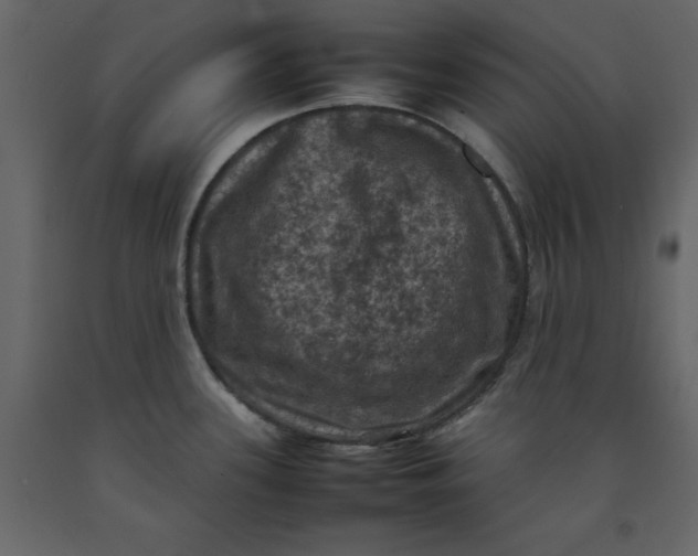 X0000092221339200710051150