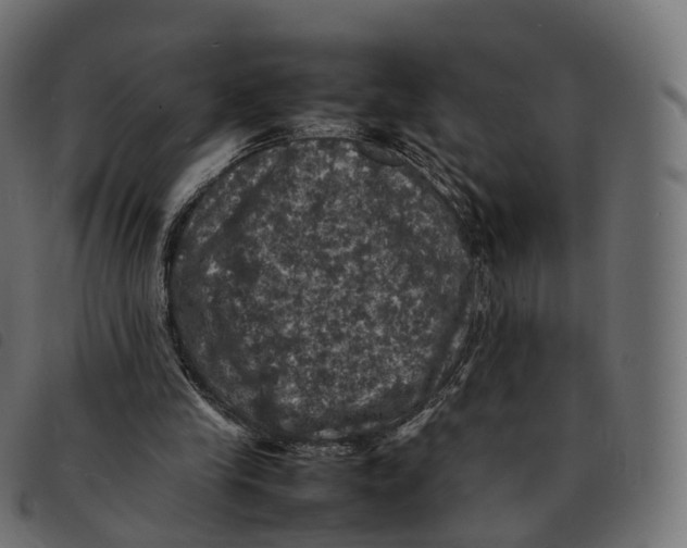 X0000092220245200710121203