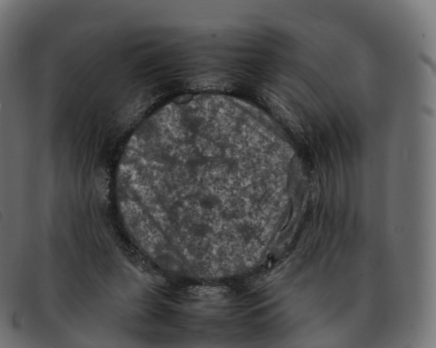 X0000092220255200710121203