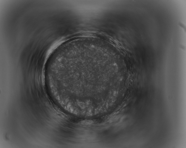 X0000092220294200710121202