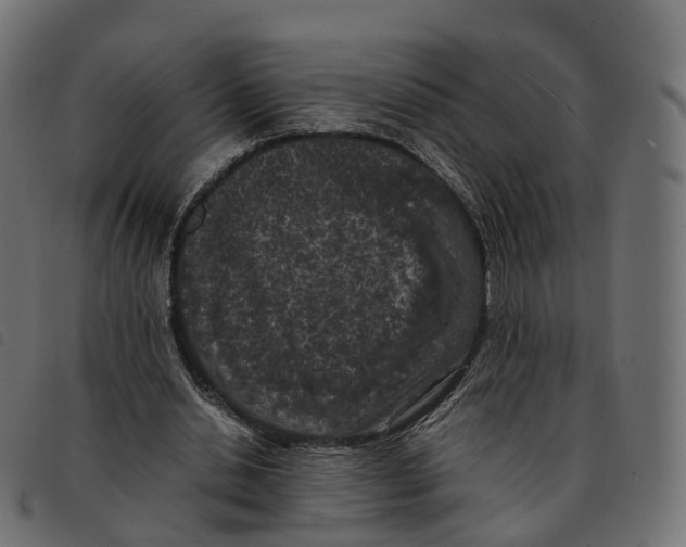 X0000092220438200710121200