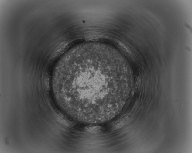 X0000092220452200710121200