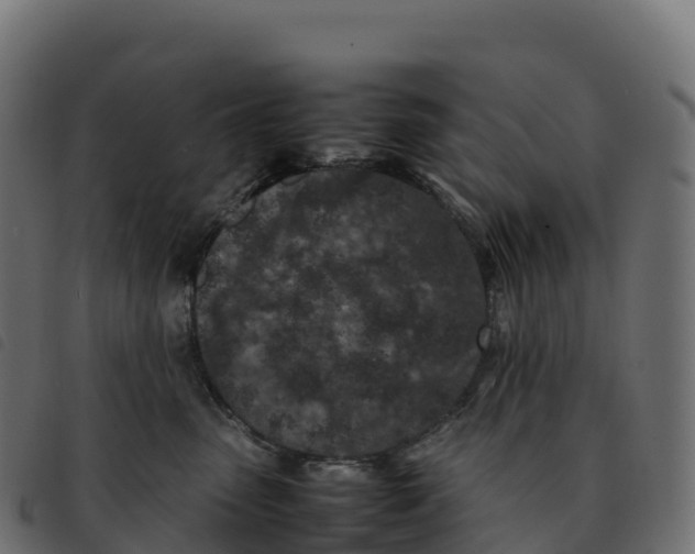 X0000092220475200710121200