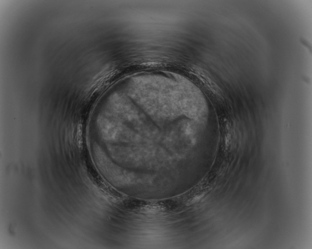 X0000092220696200710121157
