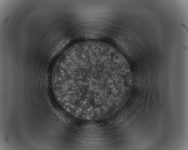 X0000092220738200710121156