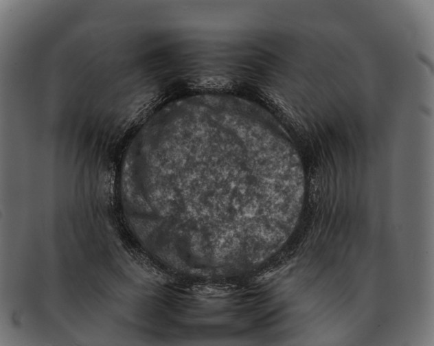 X0000092220739200710121156