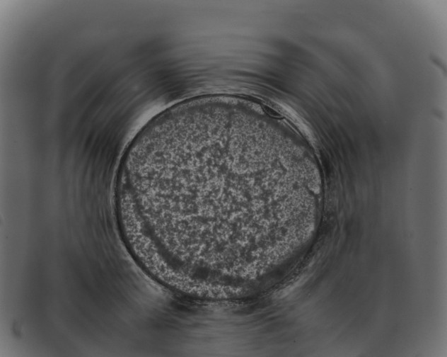 X0000092220803200710121155