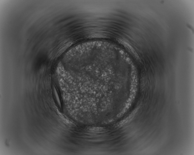X0000092220833200710121155