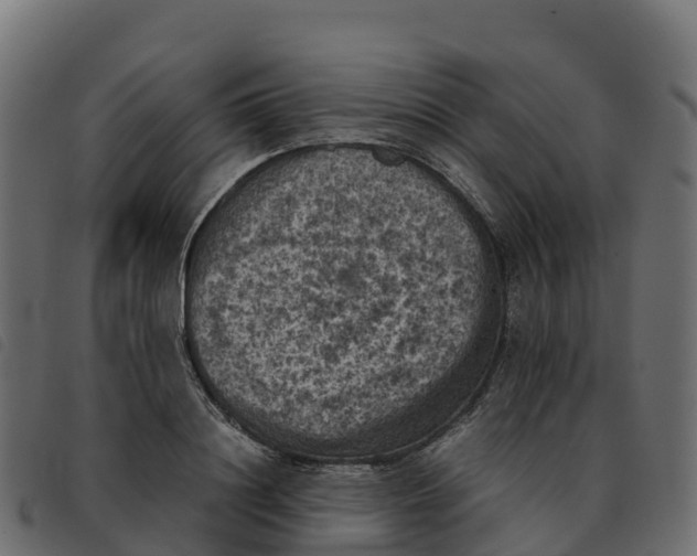 X0000092220844200710121155