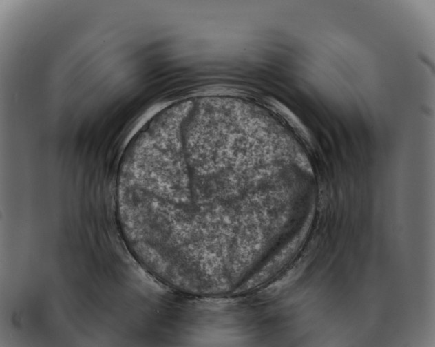X0000092220860200710121155