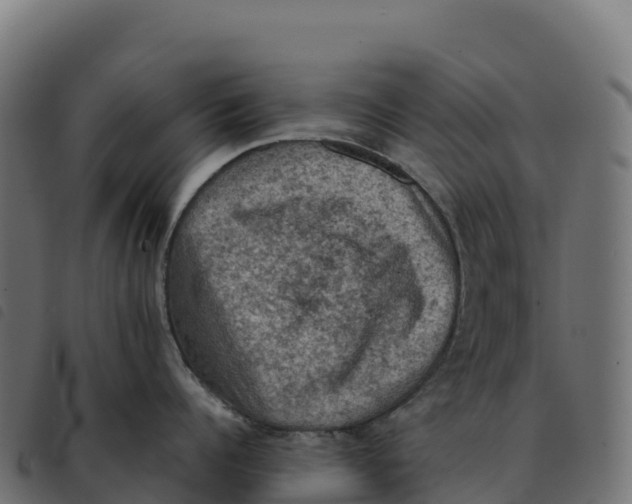 X0000092220960200710121154