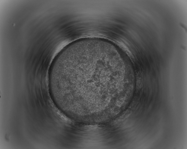 X0000092220990200710121153