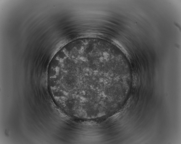 X0000092220994200710121153