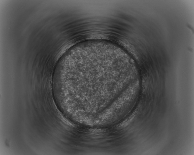 X0000092221033200710121152