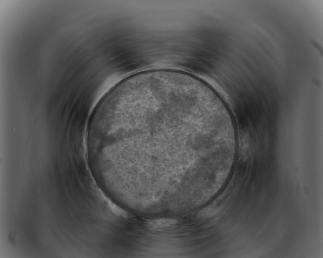 X0000092221294200710121149