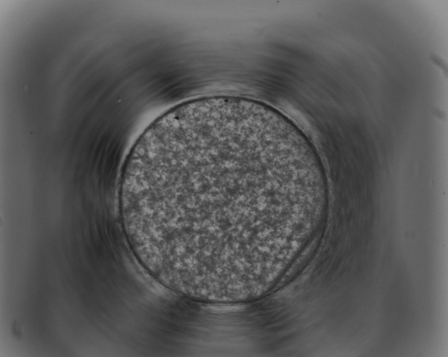 X0000092221296200710121149