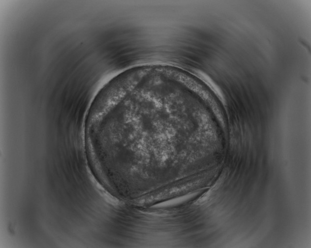 X0000092221388200710121148