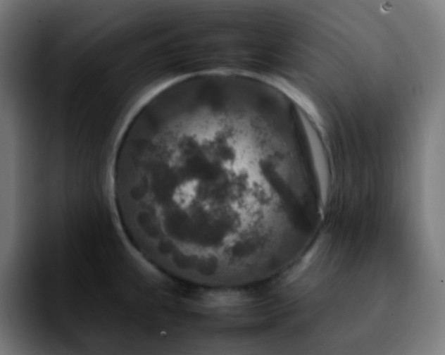 X0000092231239200709211020