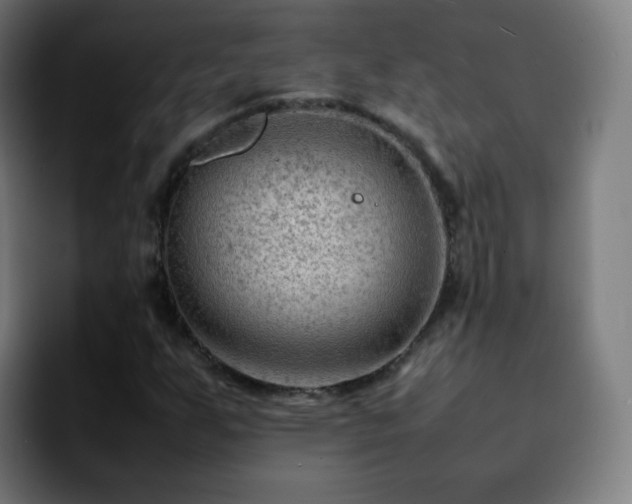 X0000092231255200709211019