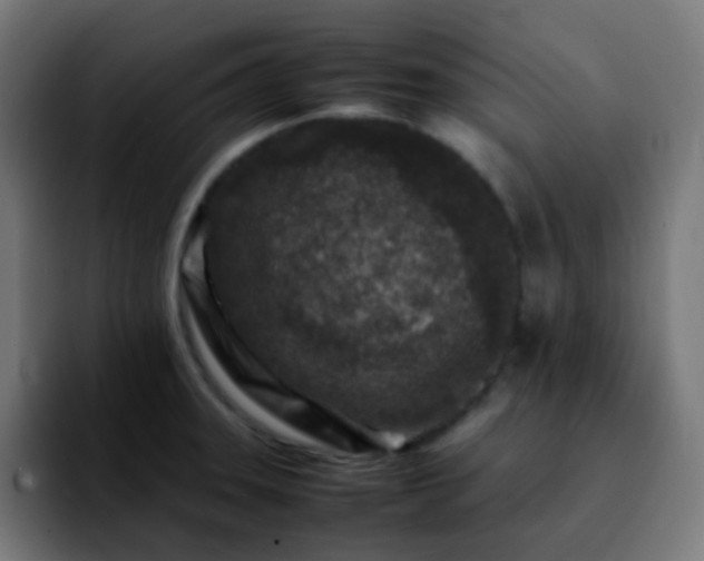 X0000092231331200709211019