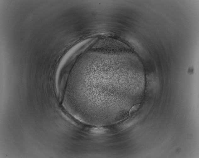 X0000092230269200709281110