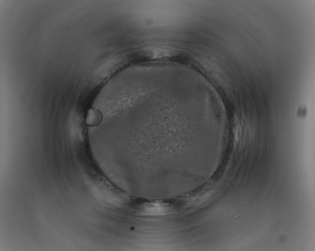 X0000092230316200709281109