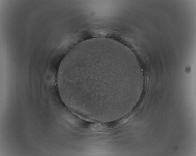 X0000092230331200709281109