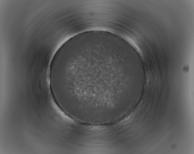 X0000092231084200709281059