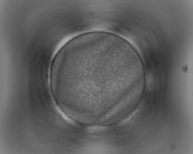X0000092231294200709281056