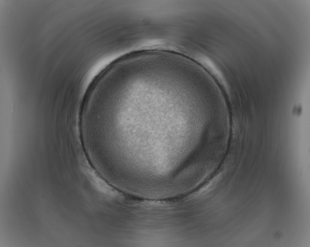 X0000092231336200709281056