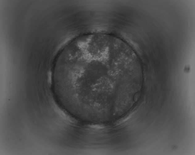 X0000092230067200710051227